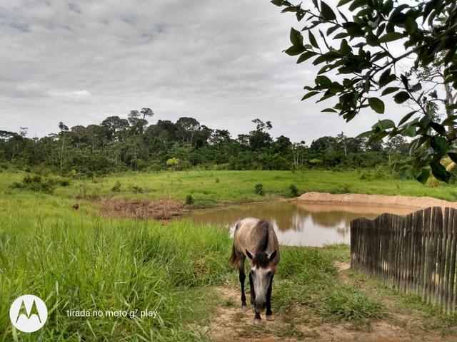 Colônia com 100 hequitare de terra por 160.000 - Foto 4