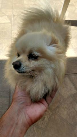 Macho Branco Lulu da Pomerânia Cruzar - Foto 4