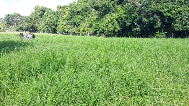 JP 013 -Ótima fazenda colado no Gama,excelente localização - Foto 20
