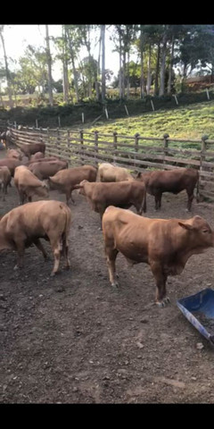 Vendo Lote de 17 Garrotes Sanepar P.O