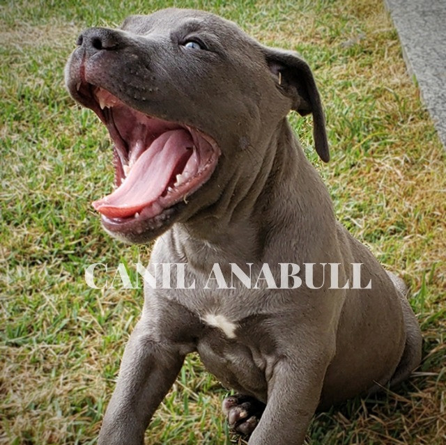 Filhotes de American Bully Blue Nose C Pedigree E AC Veterinário- Pitbull
