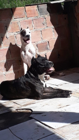 American Pitbull Terrier 3 Meses - Foto 6