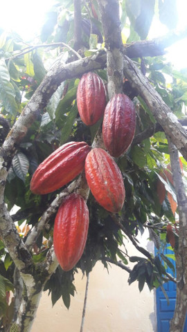 Amendoas de cacau torradas 1kg Ibiracau - Foto 3