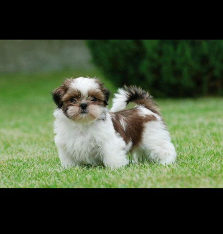 Shih Tzu Graciosos
