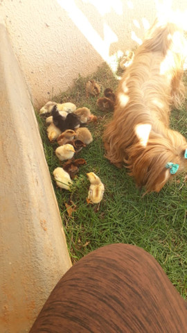 Pintinhos caipira 60 dias