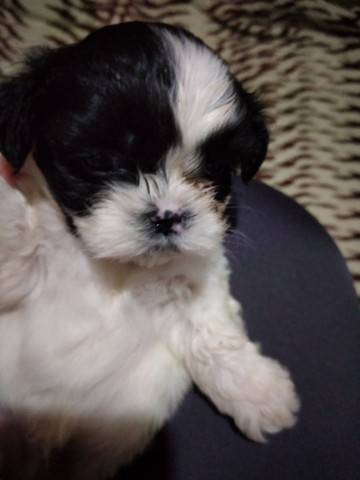 Shihtzu - Foto 4