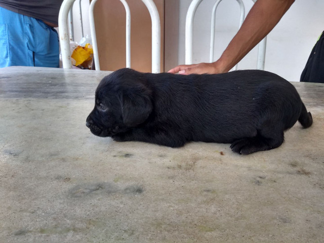 Filhotes de labrador - Foto 5