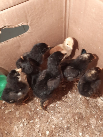 Vendo pintinhos suros - Foto 3