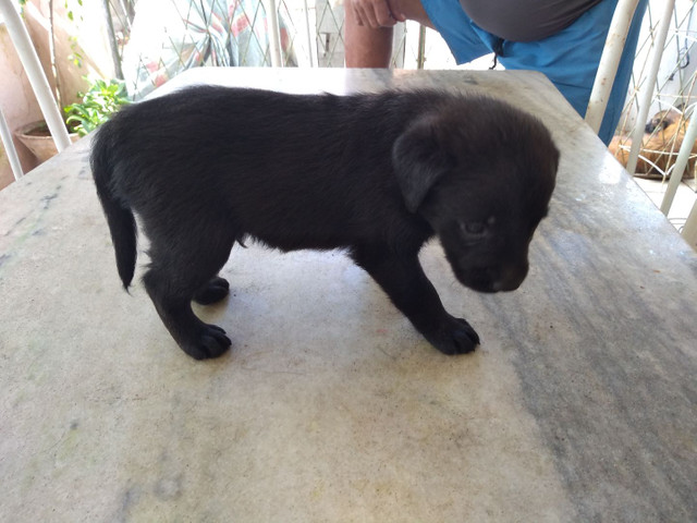 Filhotes de labrador - Foto 3