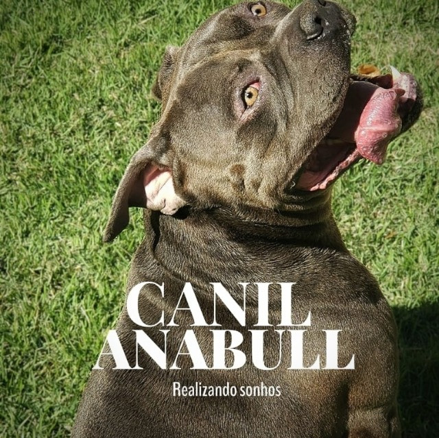 Filhotes de American Bully Blue Nose C Pedigree E AC Veterinário- Pitbull - Foto 4