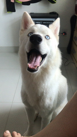 Husky macho para cobertura (cruzar) - Foto 5