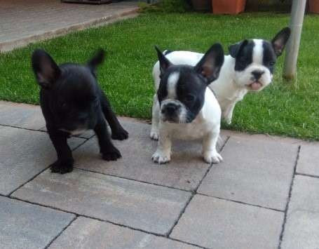 Bulldog Francês várias cores a pronta entrega, venha conhecer nossas lojas - Foto 2