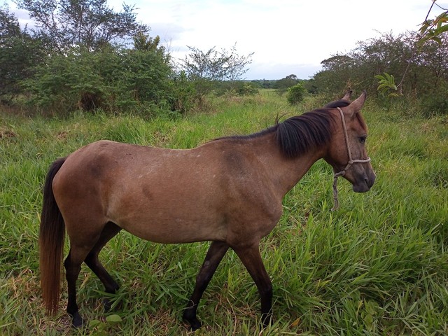 Venda égua 