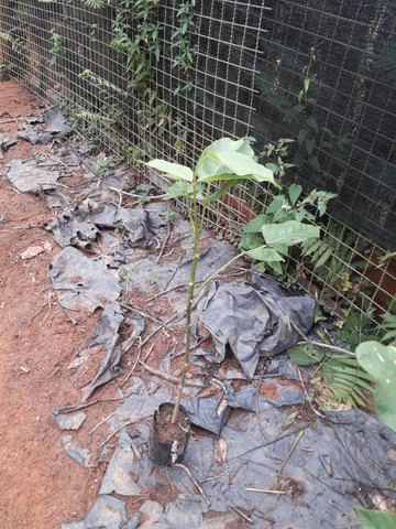 Suinã (Erythrina verna) - Foto 5