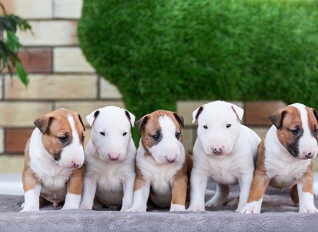Promoção, Bullterrier + Brinde!!! R$799.00 - Belo Horizonte - Cachorros |  Animais de Estimação