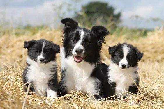 Cachorro Border Collie macho e femea, com garantia genetica vitalicia. -  Cachorros e acessórios - Munhoz Júnior, Osasco 1261817580