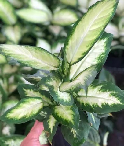 Plantas Ornamentais para Revenda    (Atacado e Varejo) - Foto 5