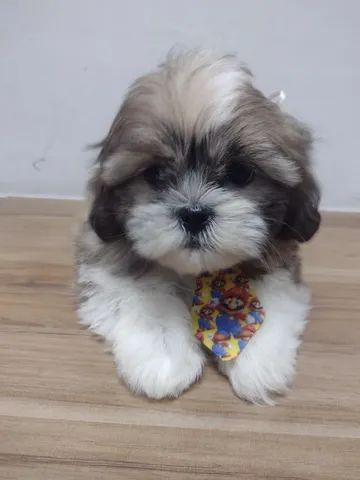 Shihtzu Babys a Pronta Entrega