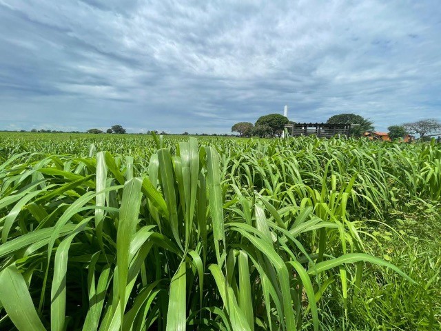 Fazenda de 646 alqueires em Araguaína-MT