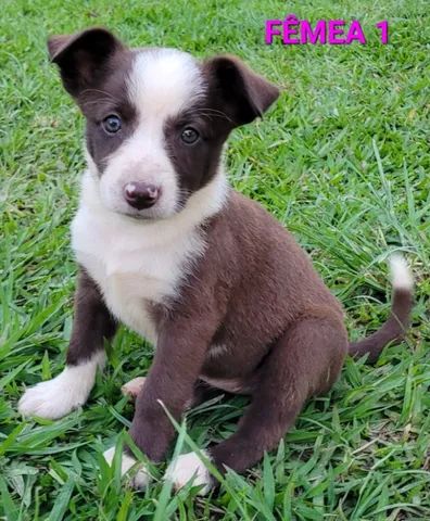 Border Collie Pedigree Cbkc Filhotes Alta Linhagem