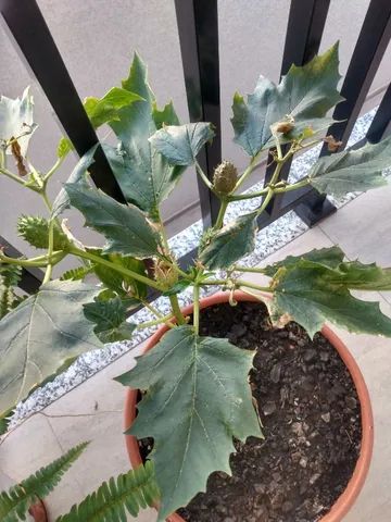Sementes De Datura Stramonium - Figueira (flor Branca) - Foto 5