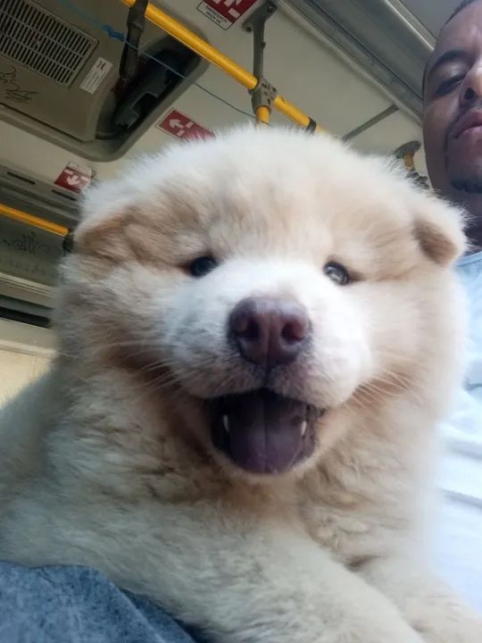 Filhote de Chow-Chow disponível 