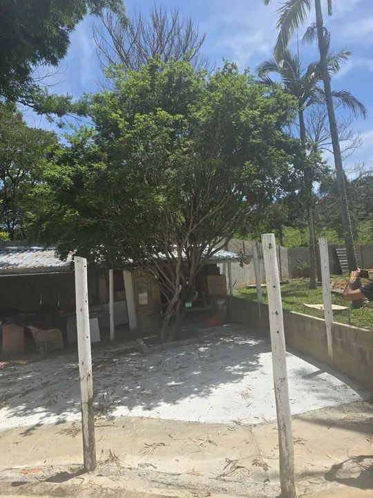 Pe de jabuticaba  - Foto 3