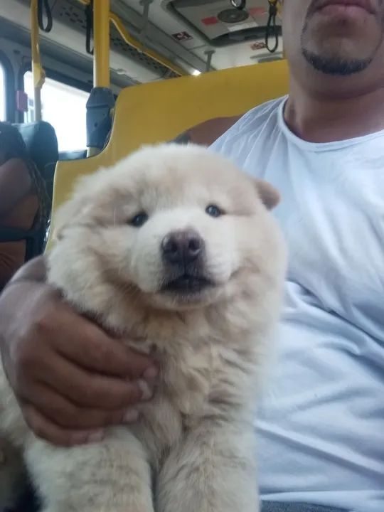 Filhote de Chow-Chow disponível  - Foto 2