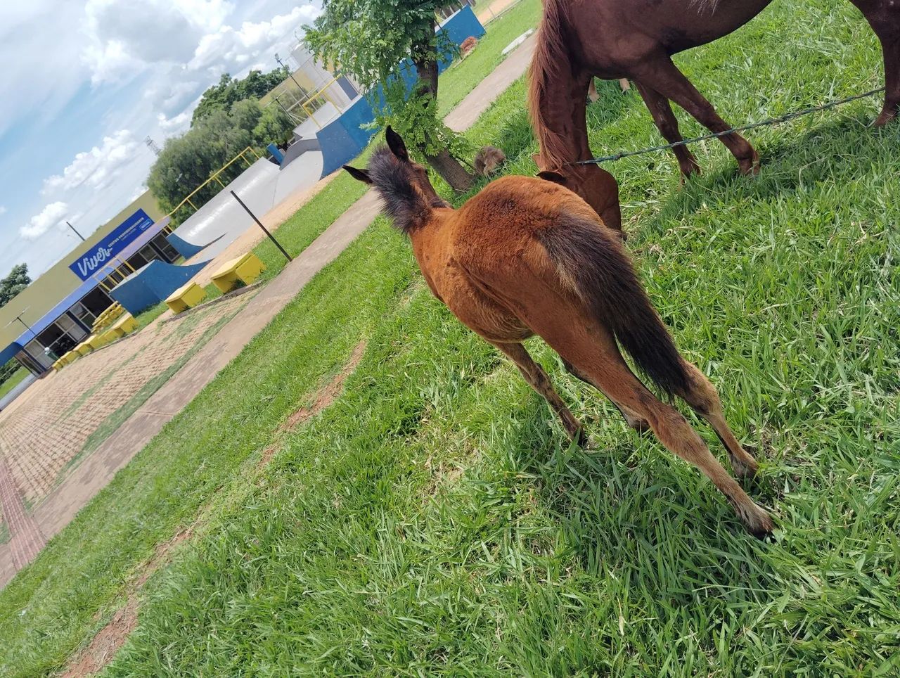 Potro e égua para venda - Foto 6