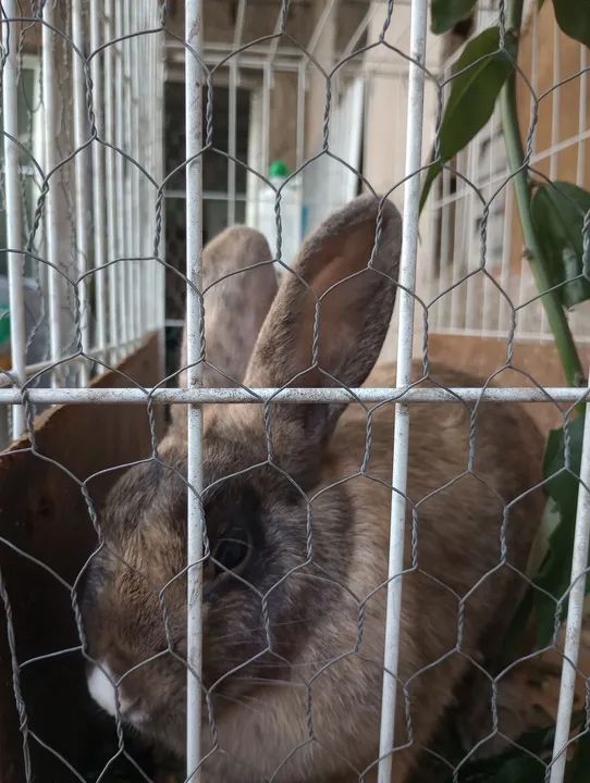 Vendendo coelho mistico - Foto 2