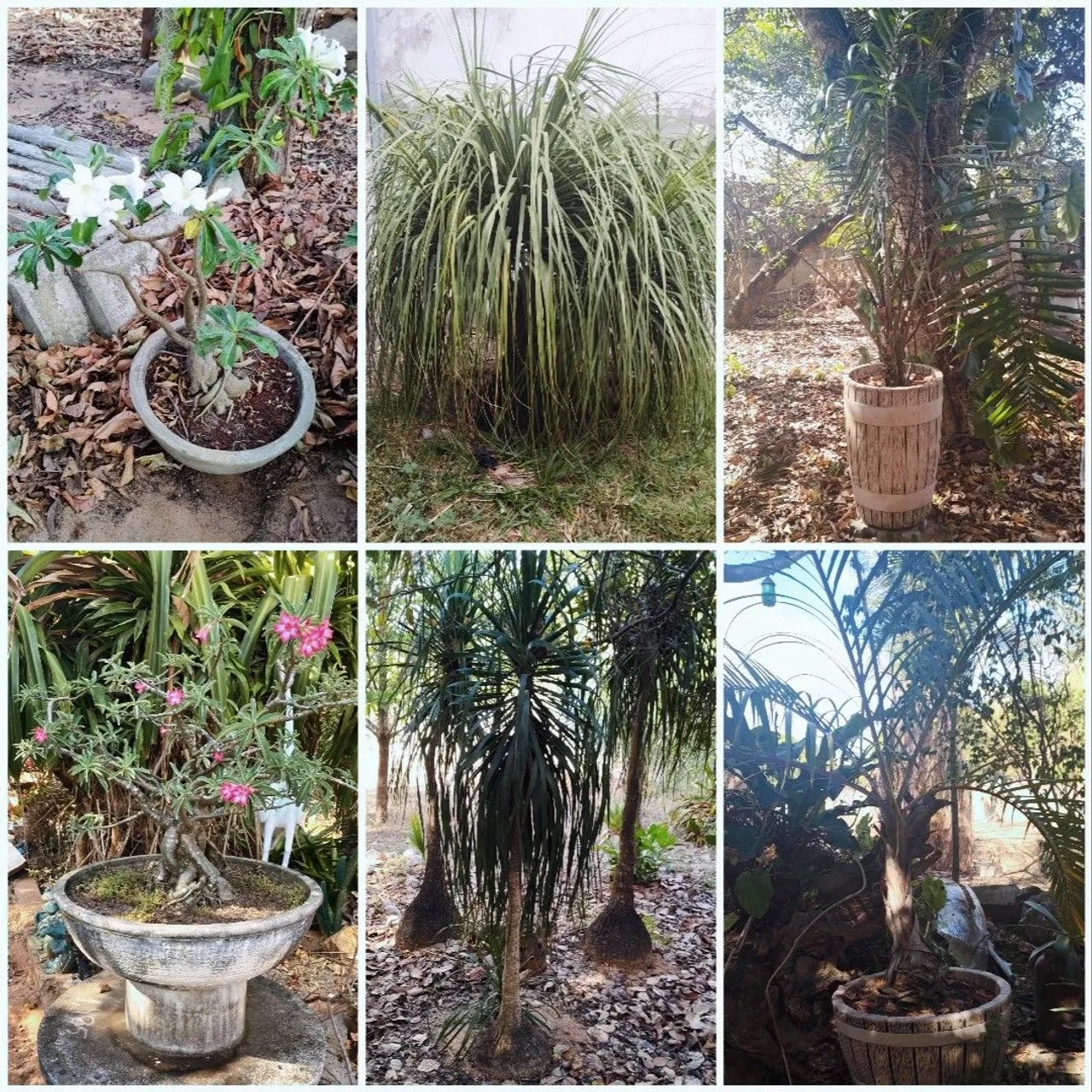 Flôr do deserto / pata de elefante / palmeira macaíba e triangular