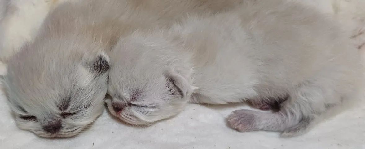 Lindos filhotes de gatos persas puros.Parcelo.Entrego em Curitiba e região  - Foto 2