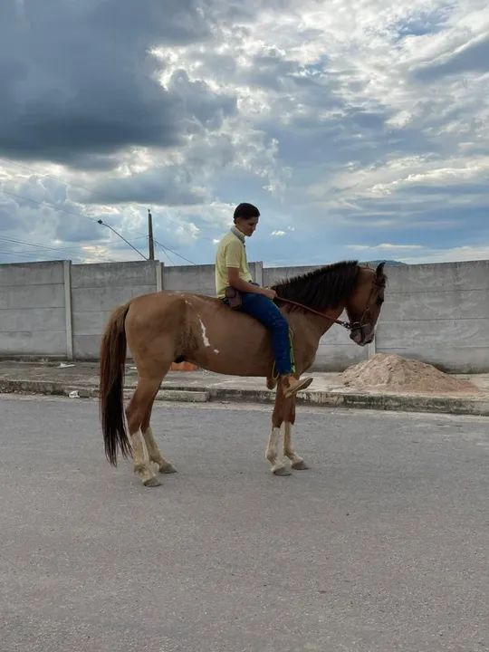 Cavalo mangalarga marchador  - Foto 4