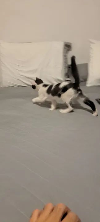 Gatinho disponível para adoção responsável - Foto 3