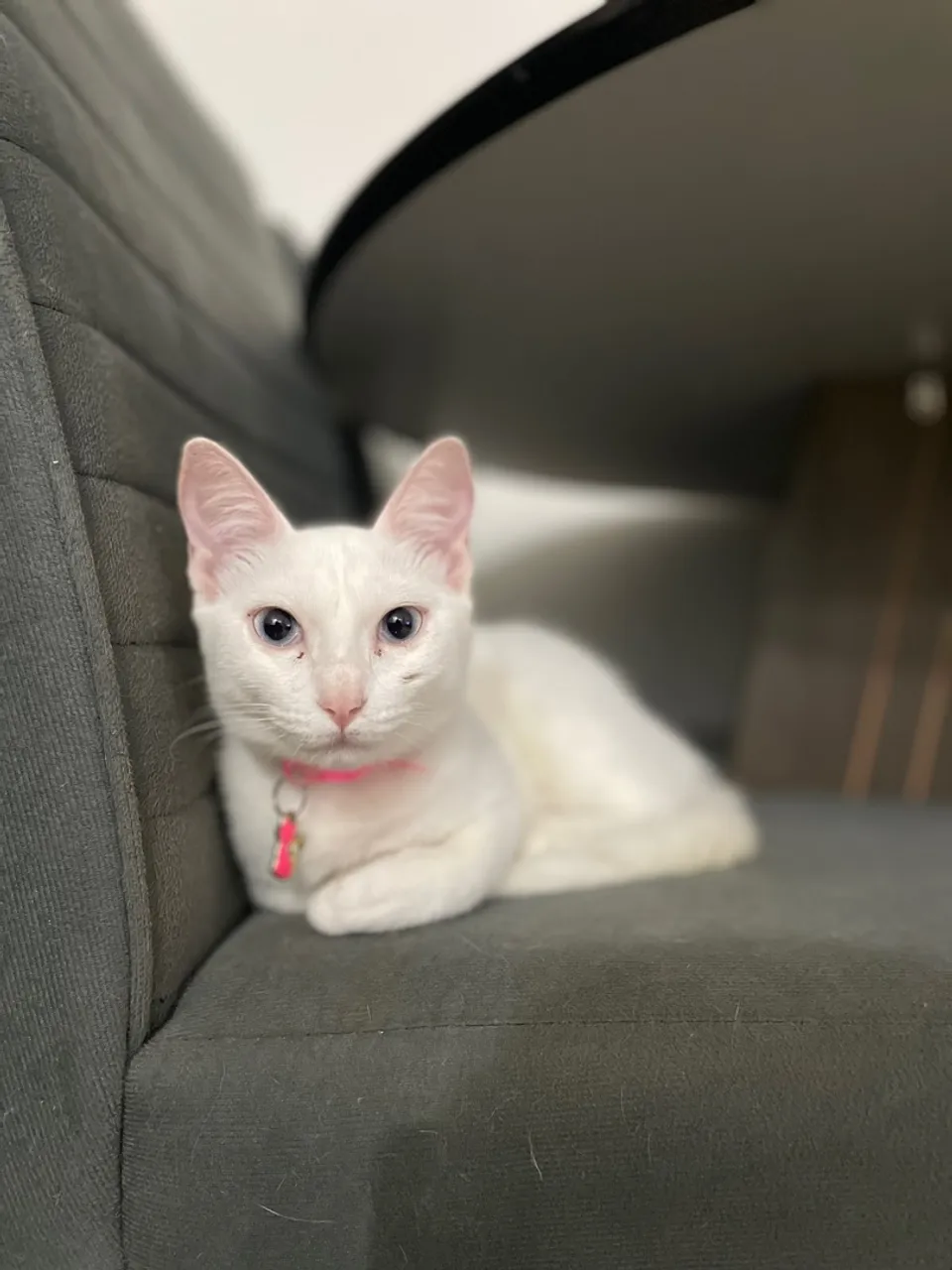 Gata para adoção