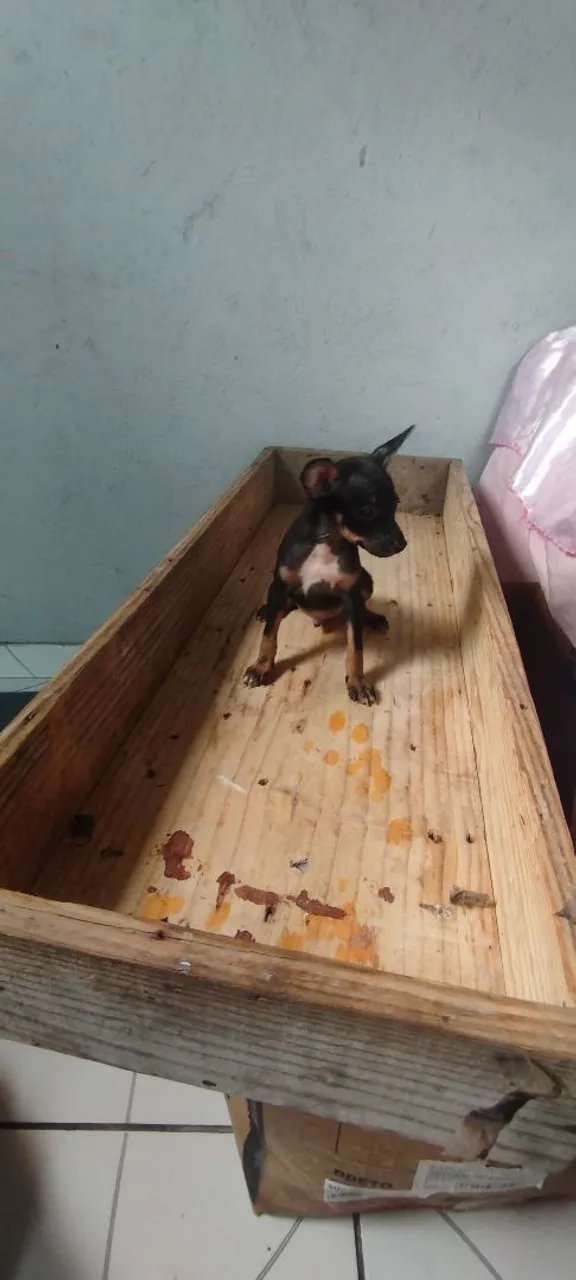 Filhote de Pinscher Miniatura