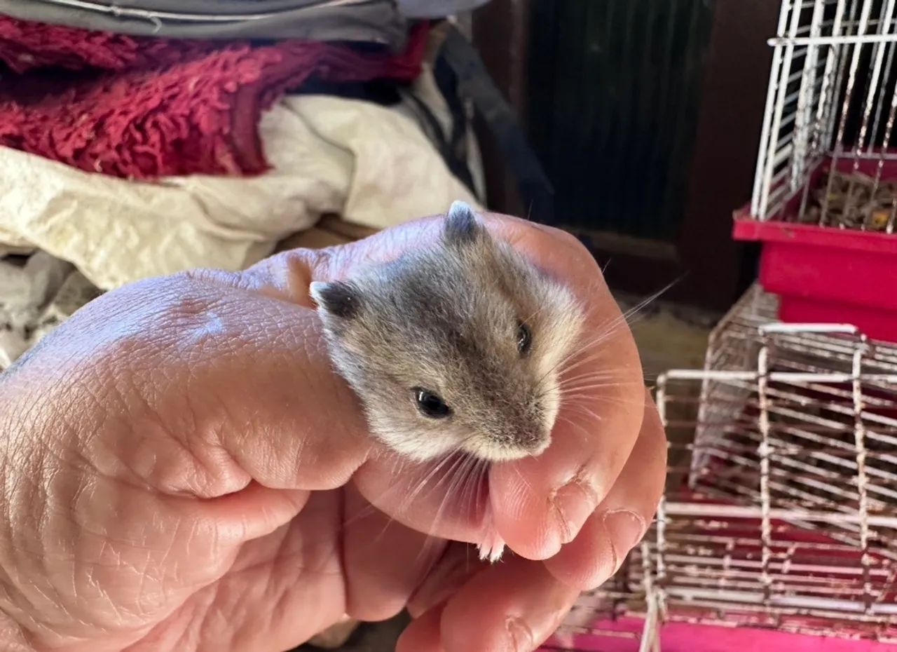 Filhote de Hamster