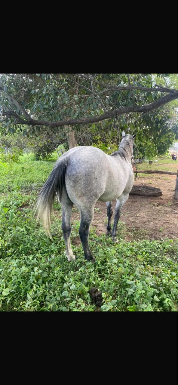 Cavalo quando de milha PC - Foto 4