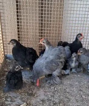 Vende Frango caipira e Pintinhos e Franguinhos mini cochin, mini cornish e balão
