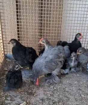 Vende Frango caipira e Pintinhos e Franguinhos mini cochin, mini cornish e balão