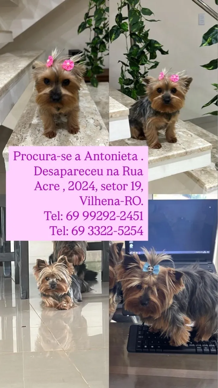 Yorkshire Terrier Procura