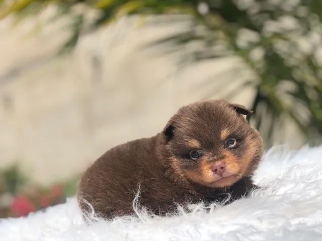 Spitz Alemão Chamar whats * - Foto 4