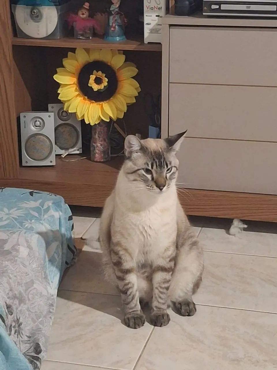 Lindo gatinho Siamês já castrado para doações  - Foto 3