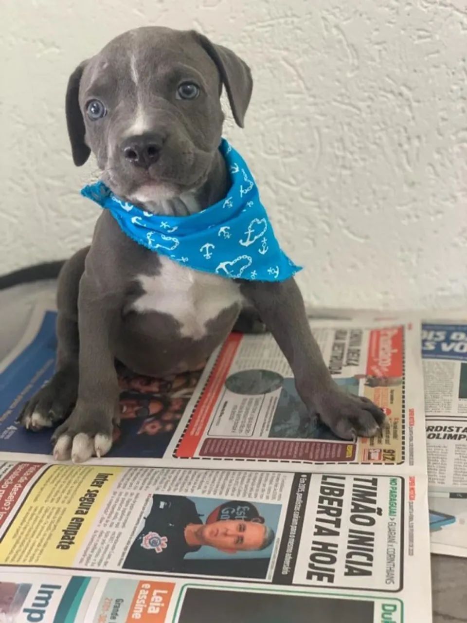 Pitbull red nose/ black/ blue, machos e fêmeas padrão gigante, com garantia e suporte vet!