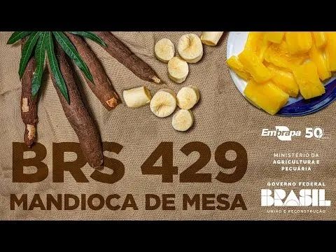 rama da mandioca 429  - Foto 2