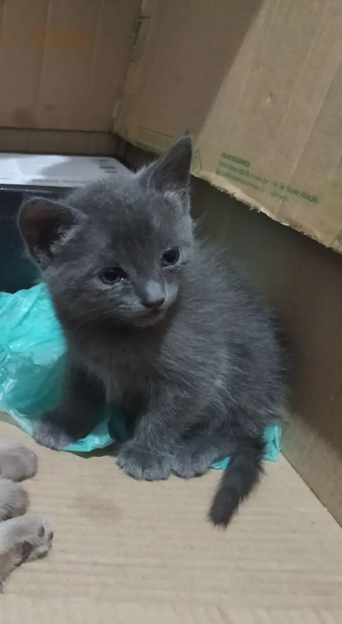 Gatinho Cinza e siamês 