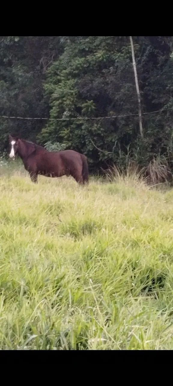 Vendo Cavalo - Foto 2