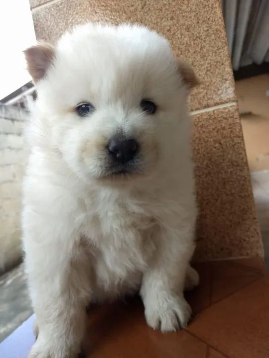 Chow-chow creme/laranja/preto, temos 7 clinicas para qualquer tipo de atendimento gratuito