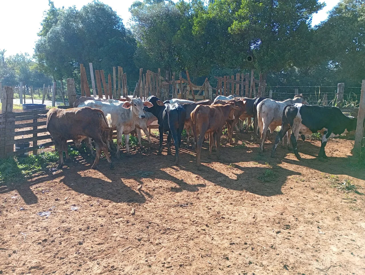 15 machos pra venda