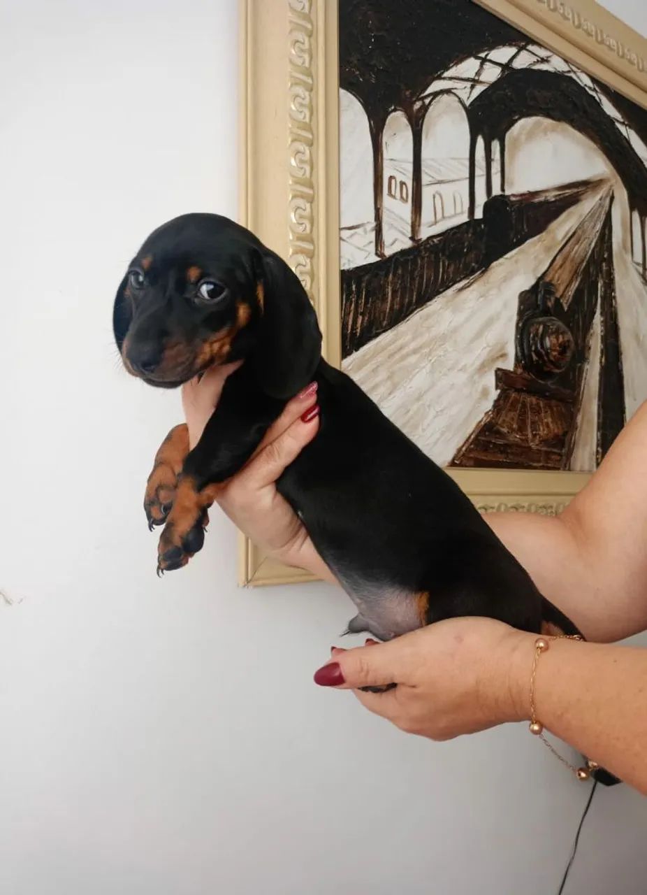 Basset Teckel Macho e Fêmea disponíveis  - Foto 3